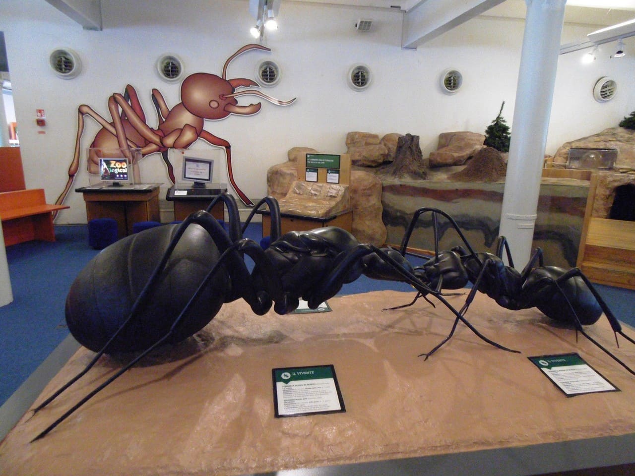 Two large spiders