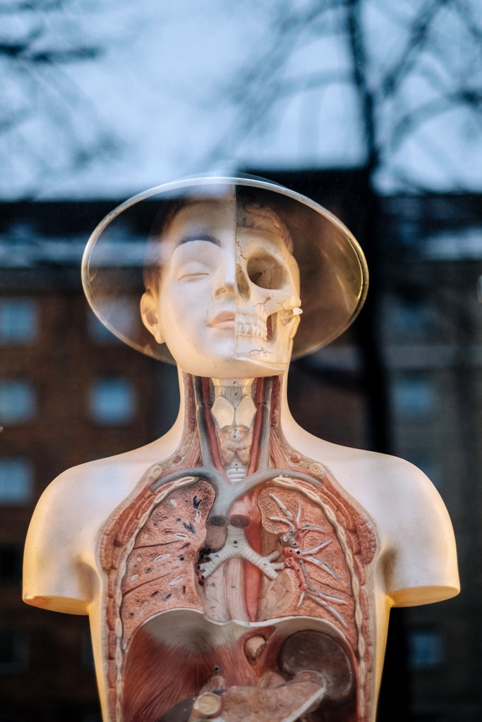Human model with an open chest so that you can see the organs.