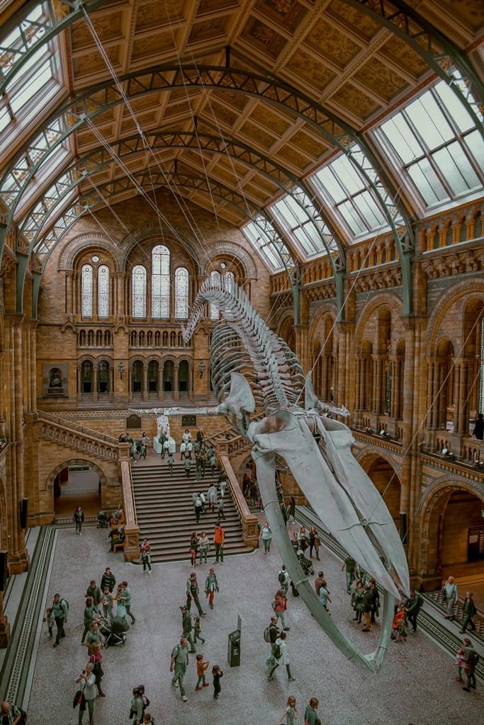 A hall with dinosaur skeleton hanging from the roof